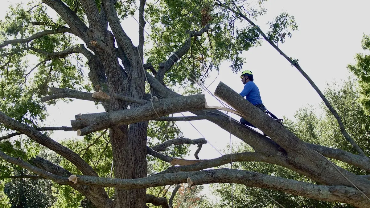 Professional Hazardous Tree Removal performed by certified arborists in Earlham