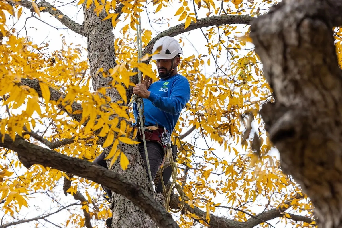 Skilled Tree Planting crew working in Earlham